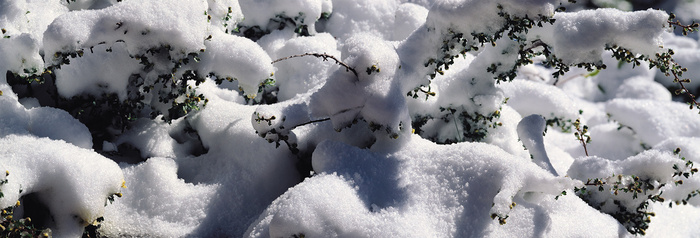 雪景  白雪 雪 松树