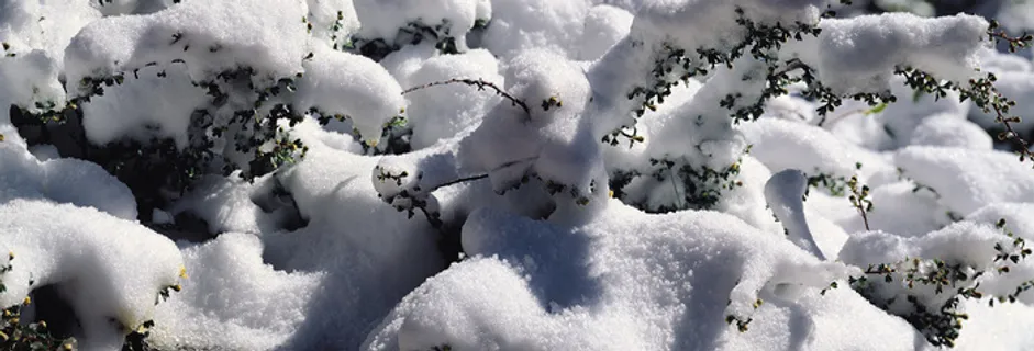 雪景  白雪 雪 松树