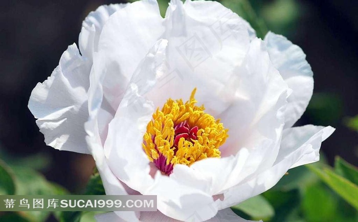 白色牡丹花素材