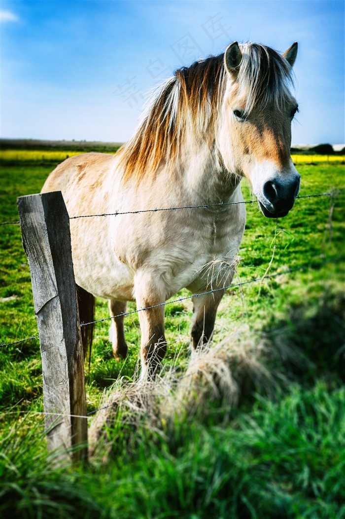绿色草场上的铁丝栅栏和马匹高清图片