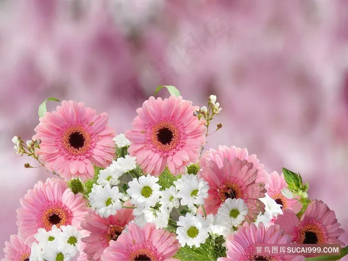 粉红色白色非洲菊花卉背景
