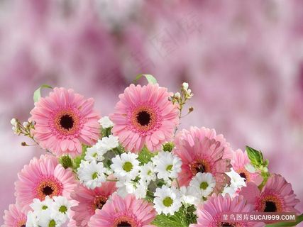 粉红色白色非洲菊花卉背景