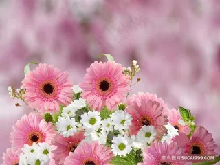 粉红色白色非洲菊花卉背景