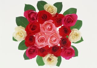 花团锦簇绿叶多色花