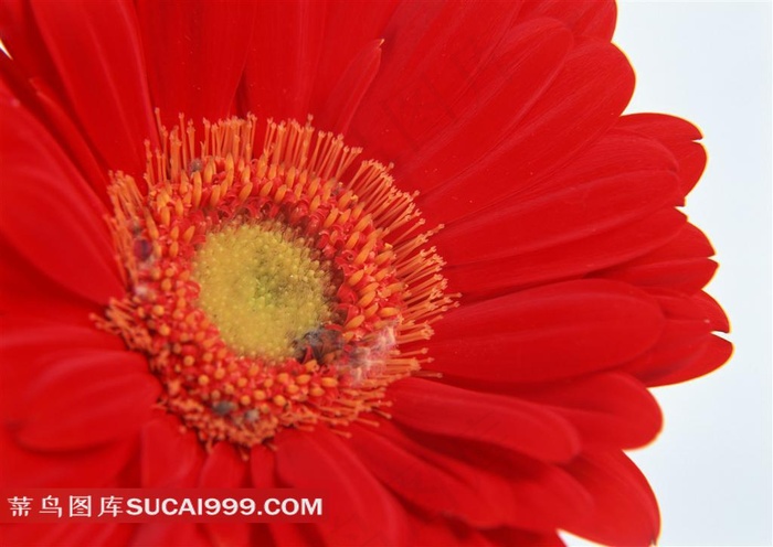 红色大邹菊摄影素材