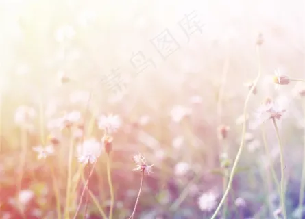 缤纷多彩的各种鲜花高清图片