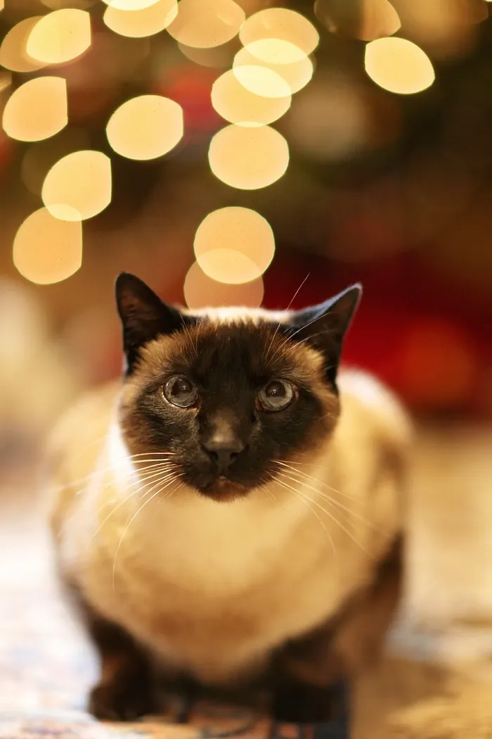 可爱猫咪猫猫摄影素材