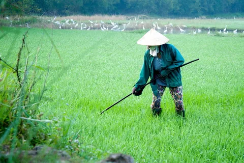 农民干农活图片 农民干农活图片