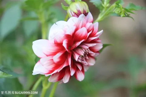 高清大丽花摄影图片 高清大丽花摄影图片