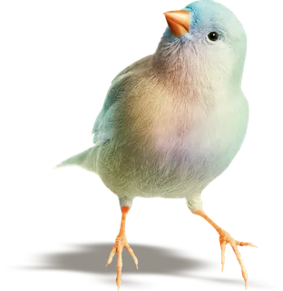 简约风手绘素描动画小鸟鸟儿免扣PNG图片素材 (33)