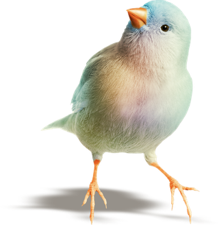 简约风手绘素描动画小鸟鸟儿免扣PNG图片素材 (33)