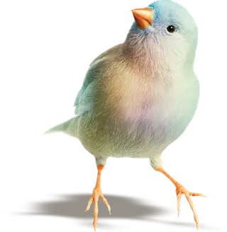 简约风手绘素描动画小鸟鸟儿免扣PNG图片素材 (33)