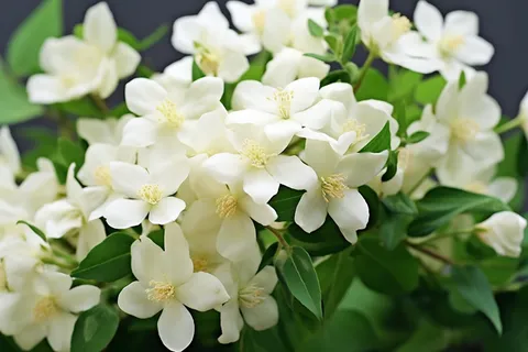 大簇白色小花绿叶摄影图