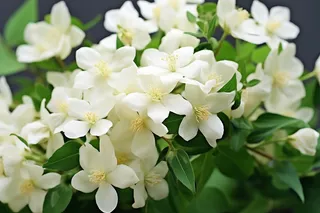 大簇白色小花绿叶摄影图