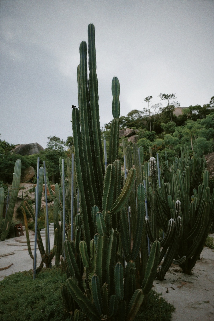 绿色仙人掌仙人球摄影素材