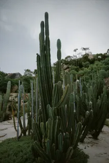 绿色仙人掌仙人球摄影素材 绿色仙人掌仙人球摄影素材