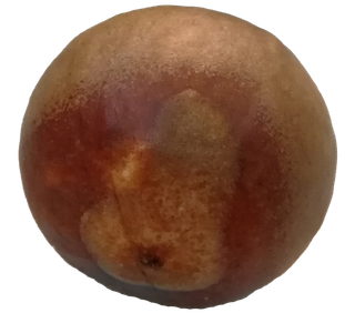 鳄梨牛油果核种子橄榄型免抠摄影元素素材