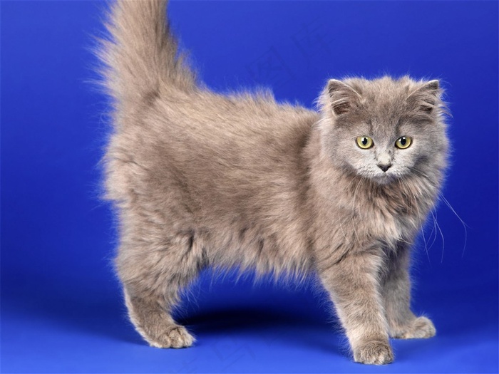 萌萌的小猫摄影素材