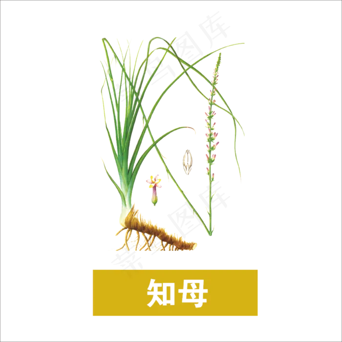 手绘草本中药药材知母