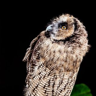 黑夜中的猫头鹰动物写真