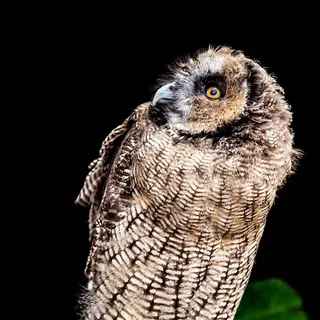 黑夜中的猫头鹰动物写真 黑夜中的猫头鹰动物写真