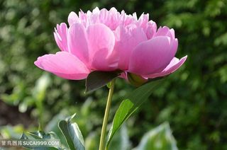 唯美盛开的一朵粉色牡丹花图片