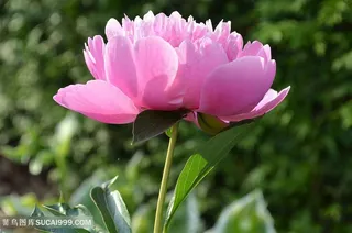 唯美盛开的一朵粉色牡丹花图片