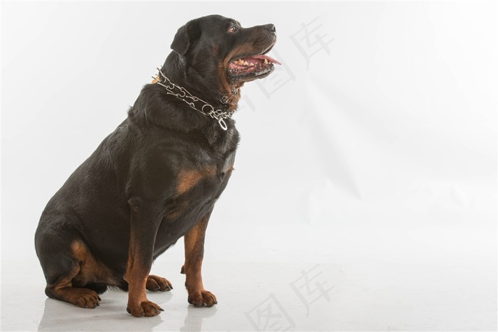 结实雄壮的狗狗