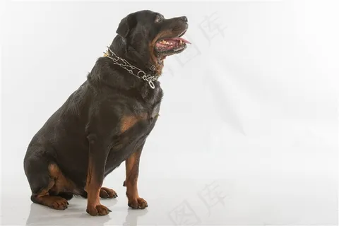 结实雄壮的狗狗