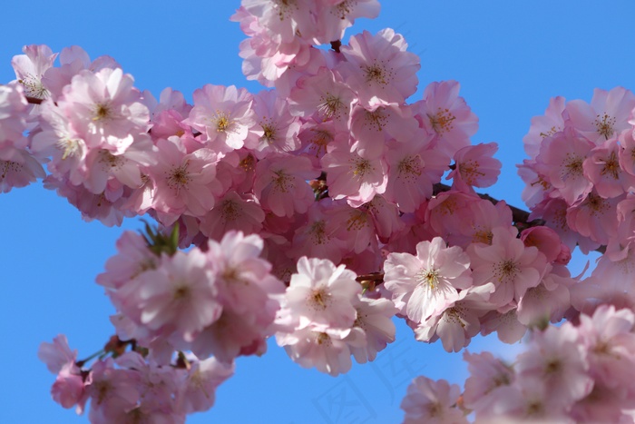 春天樱花枝粉色花朵图片