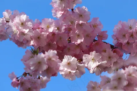 春天樱花枝粉色花朵图片 春天樱花枝粉色花朵图片