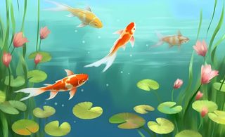 湖面的睡莲金鱼背景
