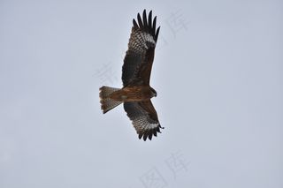 天空高飞老鹰图片