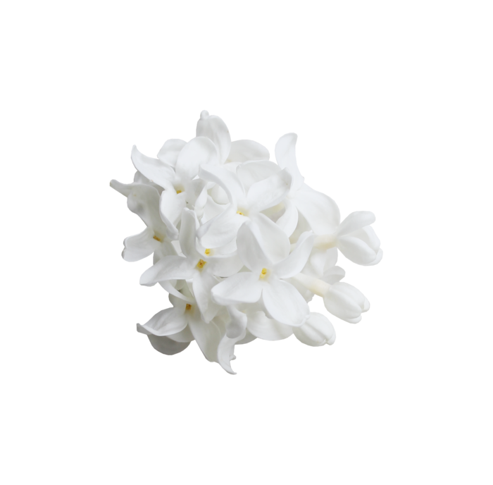 白色花 花卉 花朵 png免扣透明素材图 拷贝