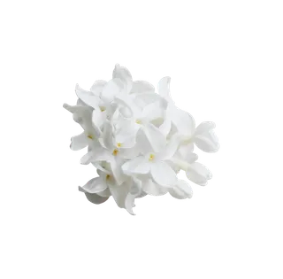 白色花 花卉 花朵 png免扣透明素材图 拷贝