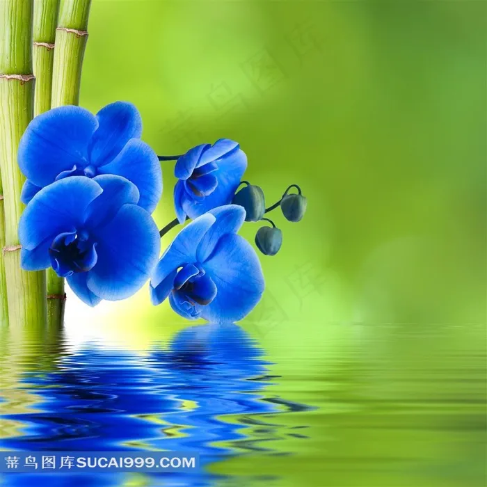 绝美兰花素材