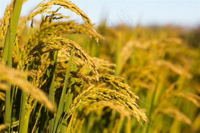 乡下的金黄水稻