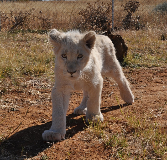 狮子动物园动物森林野生设计素材