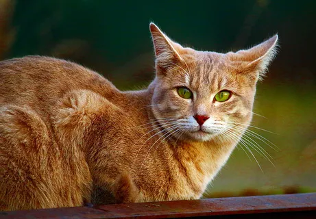 可爱猫咪 动物 素材 奶萌 (49) 可爱猫咪 动物 素材 奶萌 (49)