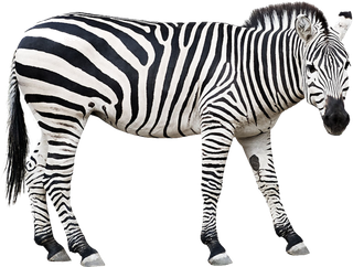 斑马黑白线条素材