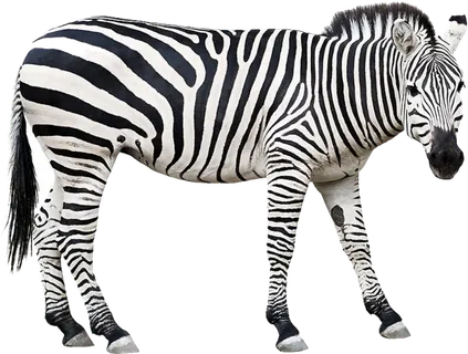 斑马黑白线条素材 斑马黑白线条素材