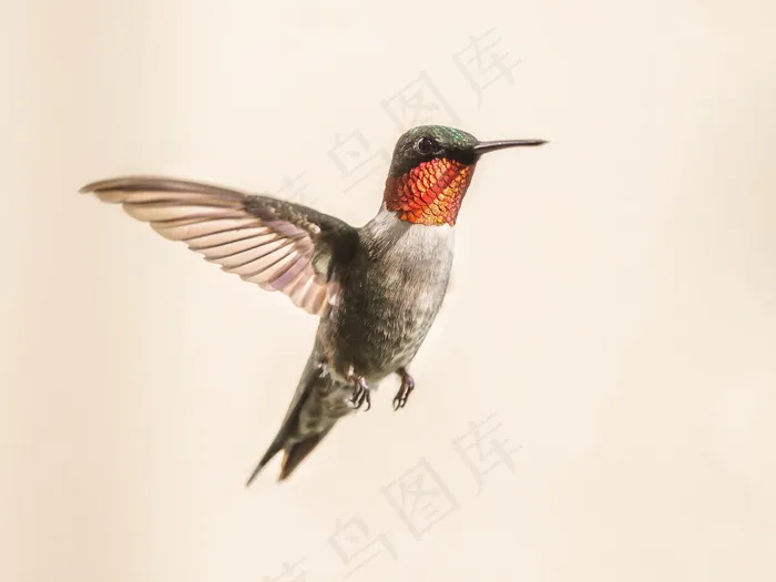 蜂鸟高清图片