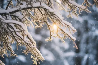 冬天树枝上的白霜雾凇摄影图