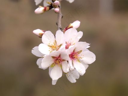 桃花枝开花图片 桃花枝开花图片