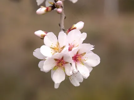 桃花枝开花图片 桃花枝开花图片