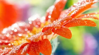 高清红色花朵花儿