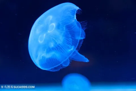 单个可爱的蓝色水母高清摄影图 单个可爱的蓝色水母高清摄影图
