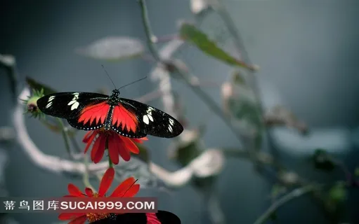 红色菊花上的蝴蝶素材