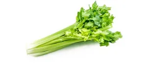 芹菜 PNG免抠