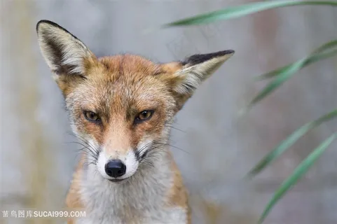 竖着耳朵的小狐狸图片